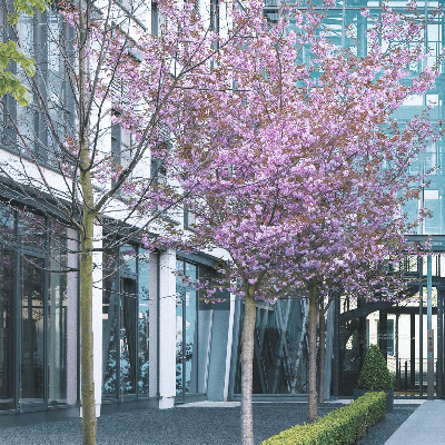 Daiichi Sankyo Europe